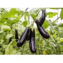 Bio Aubergine - De Barbentane