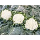 Bio Blumenkohl - Neckarperle