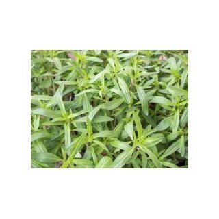 baldrian saatgut 300 Samen Echter Baldrian Valeriana officinalis