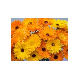 Seedeo® BIO Ringelblume Samen (Calendula Officinalis) – Ca. 200 Samen, Mit Anleitung, DE-ÖKO-005